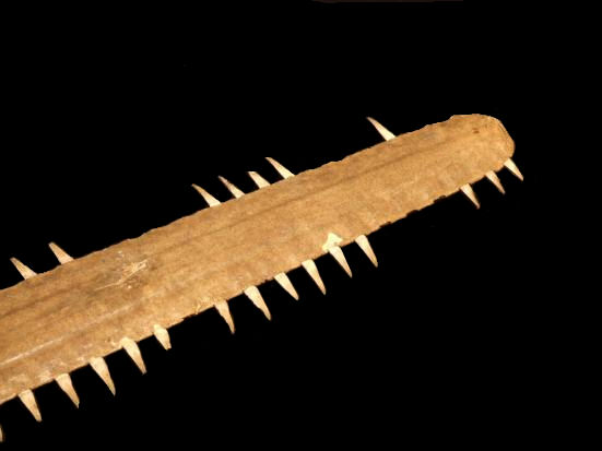 Large 19th Century Sawfish Snout