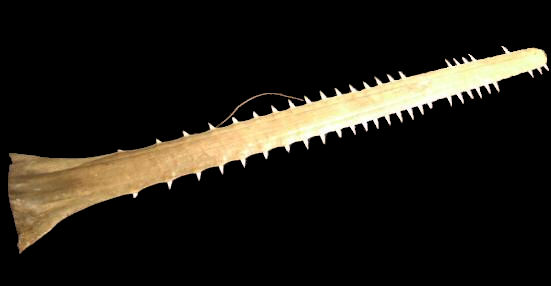 Large 19th Century Sawfish Snout