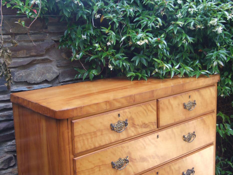 Victorian Satin Birch Chest of Drawers