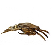 large decorative brass crab