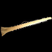 Large Victorian Swordfish Snout